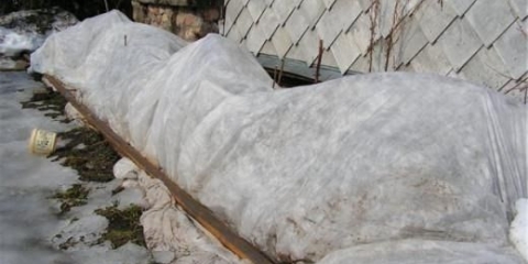 Weigela: priprema za zimu, kako seći, kako pokriti, kako hraniti